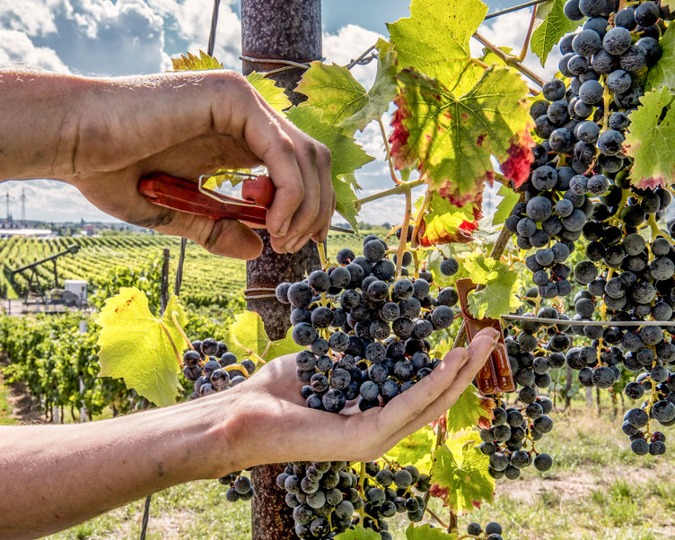 Weinlese Weintrauben Weinberg