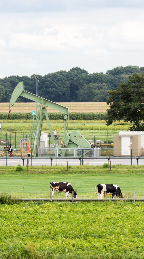 Wintershall Dea Standort Emlichheim Pferdekopfpumpen Kühe