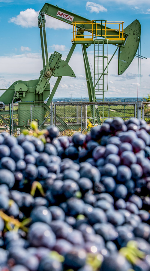 Weintrauben Pferdekopfpumpe Landau Weinberg