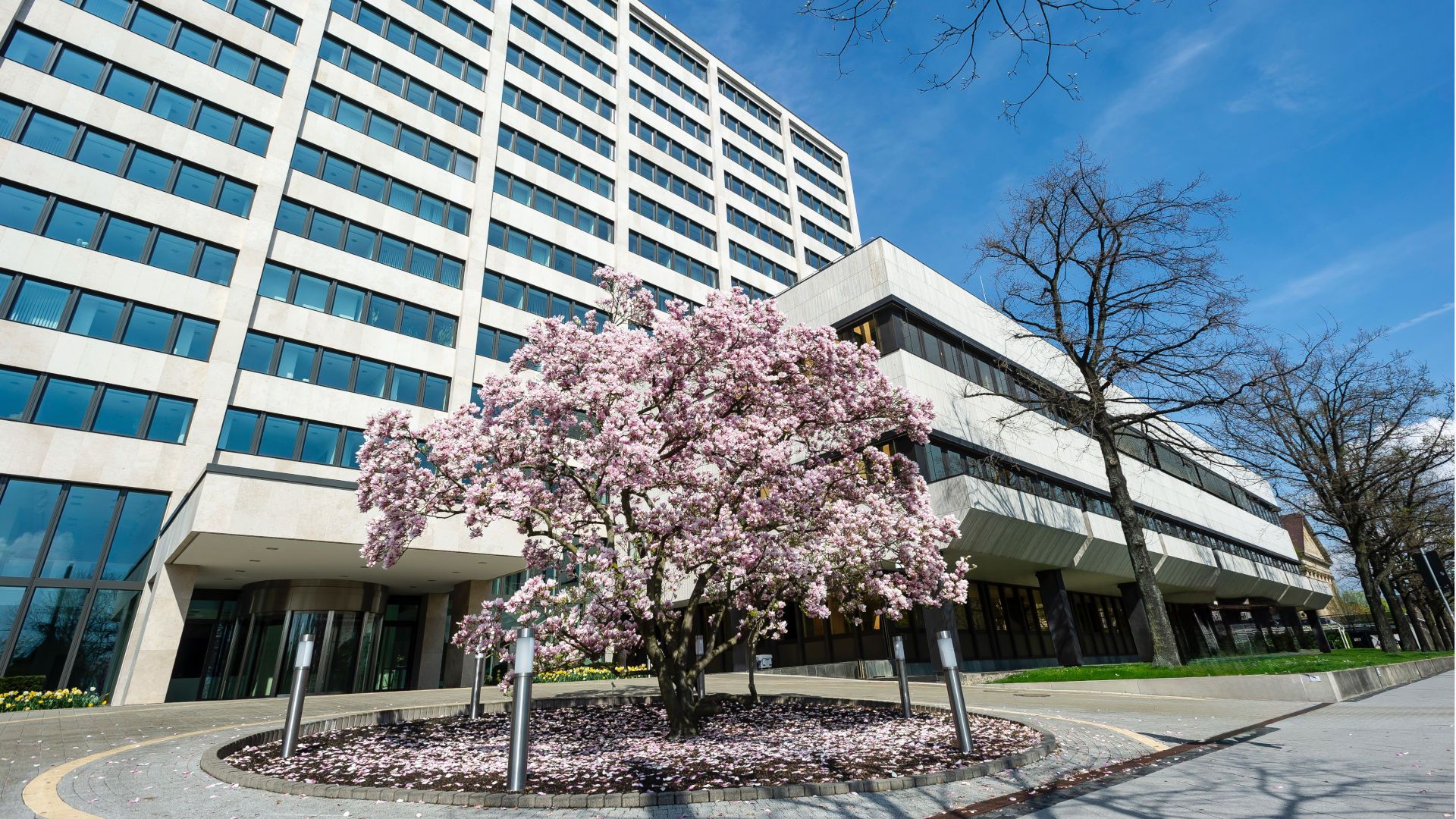 Office building with magnolia