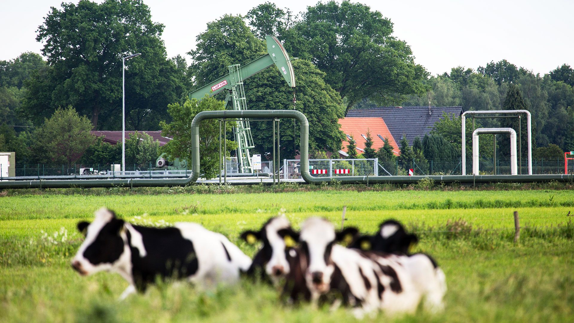 Kühe Pferdekopfpumpe Emlichheim