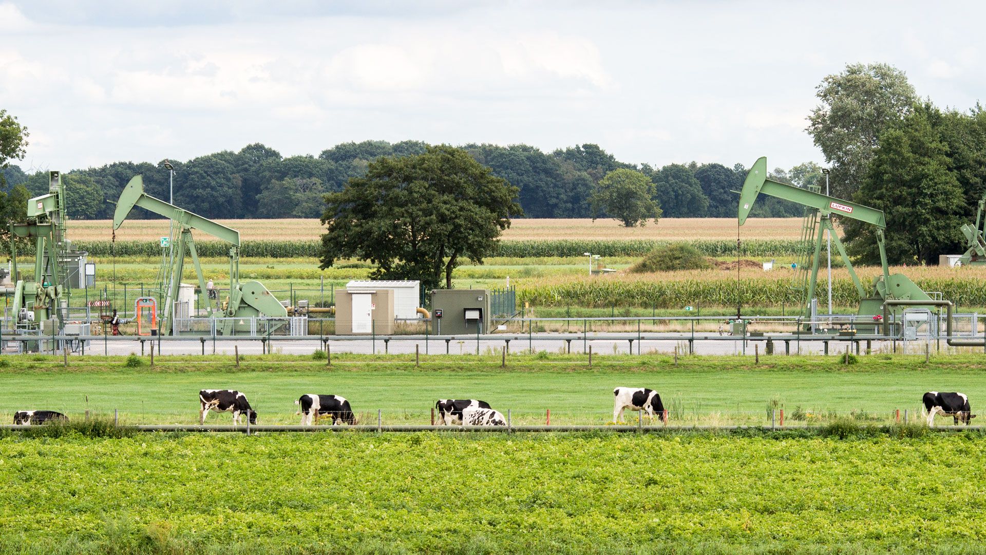 Wintershall Dea Standort Emlichheim Pferdekopfpumpen Kühe